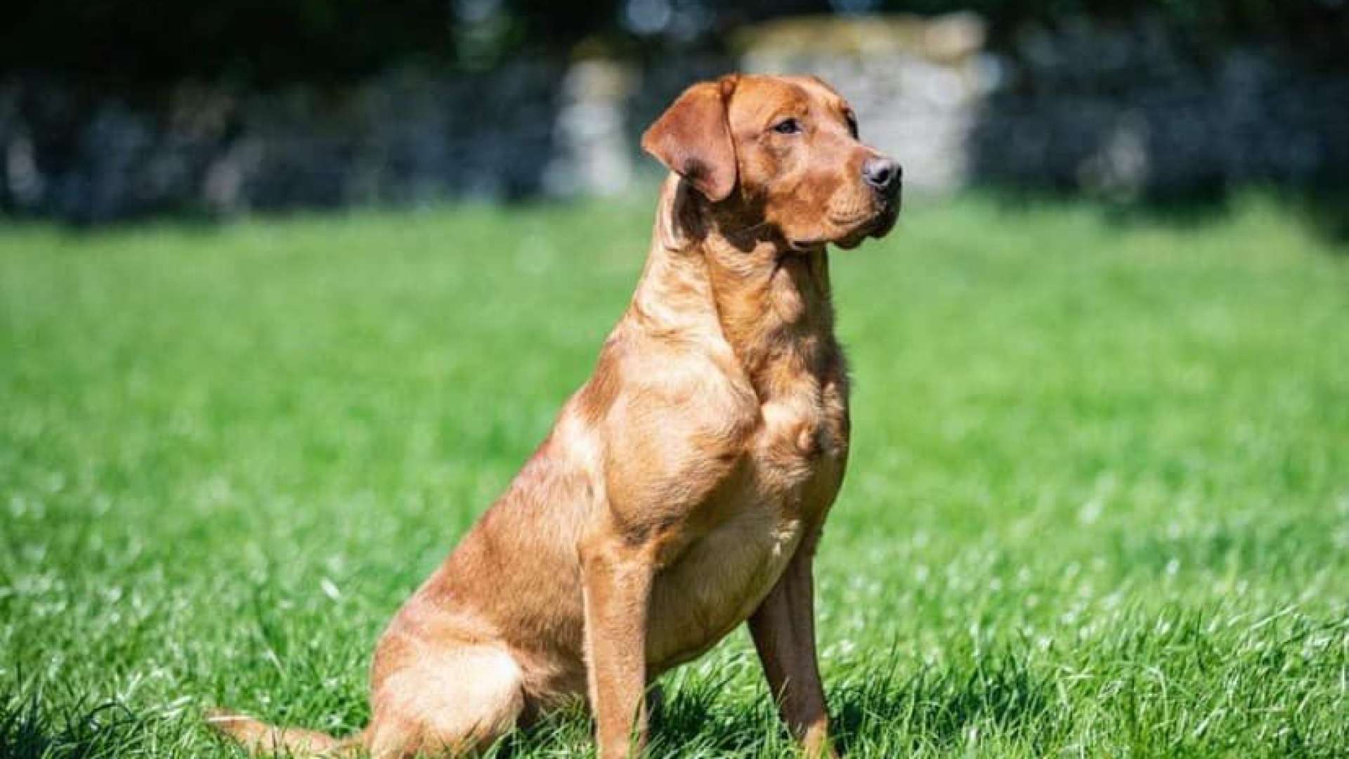 WAITING LIST NOW OPEN FOR 2024 FOX RED LABRADOR PUPPIES FROM EVIE AND DENNIS