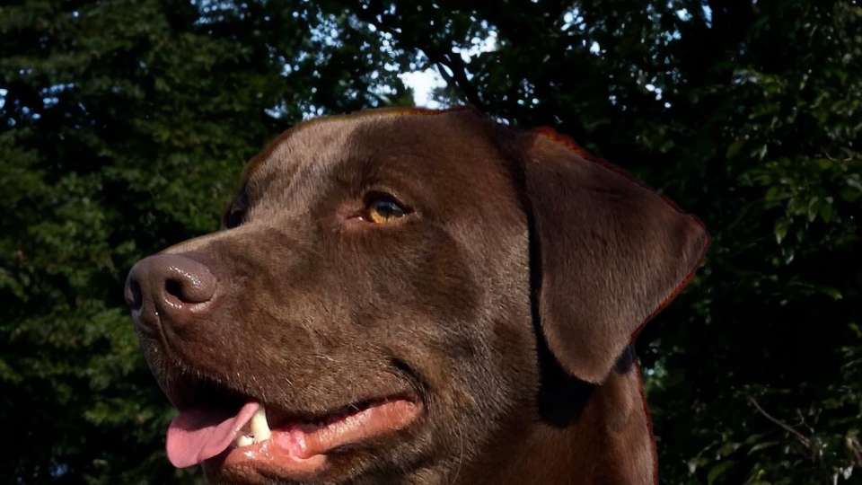 CHOCOLATE LABRADOR LITTER DUE JULY 2024